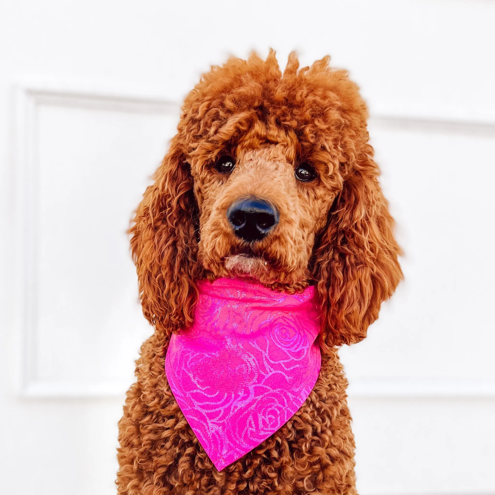 Beauty Sleep Pet Bandana - Pink